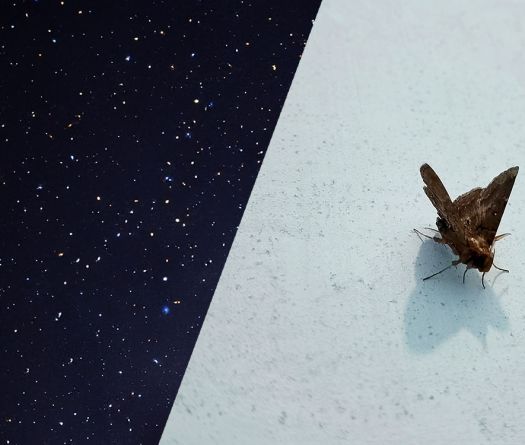 Les papillons de nuit australiens ont les étoiles pour boussole 
