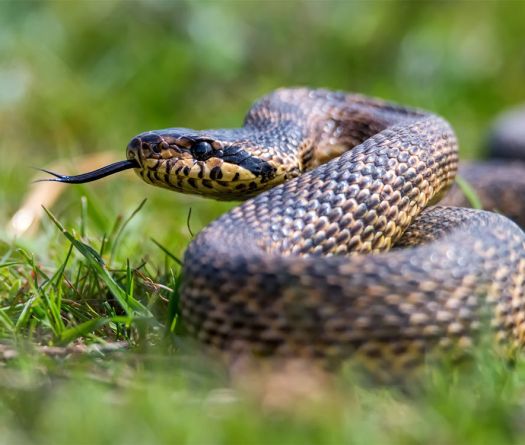 Liban: les serpents de retour avec la chaleur
