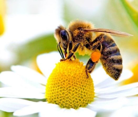 Les abeilles, sentinelles d’un Liban fragilisé