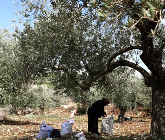 Au Sud-Liban, les oliviers plus vieux que les empires