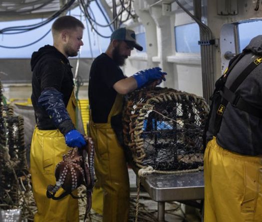 Pêche en crise: le gazole étrangle la Méditerranée