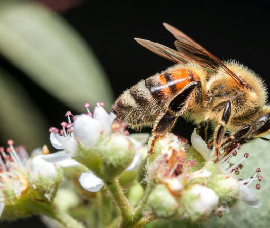 Le Liban adopte un nouveau cadre strict pour encadrer le secteur de l’apiculture