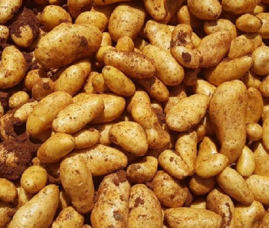 Les agriculteurs en détresse: appel pour rouvrir les marchés saoudiens