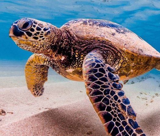 Tortues marines: au Liban, le miracle fragile des plages