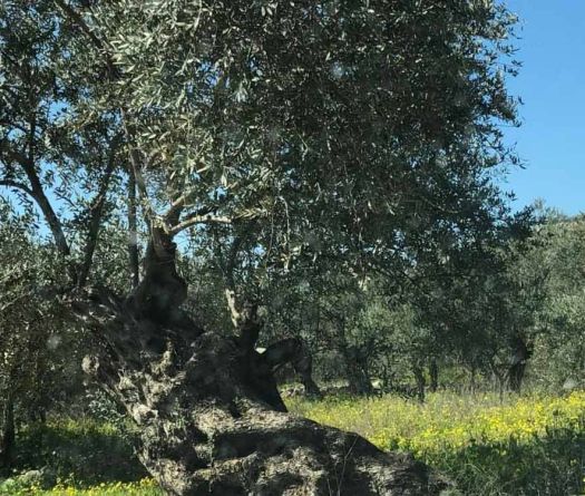 Une bien triste saison pour la récolte des olives dans la bande frontalière