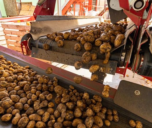 La pomme de terre libanaise: entre tubercules, tracasseries et espoirs d’export