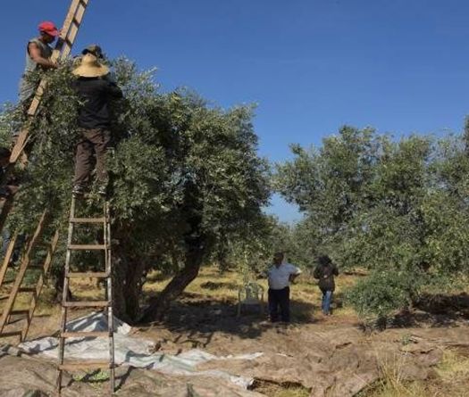 Pas de traces de phosphore dans les oliviers du Liban-Sud   