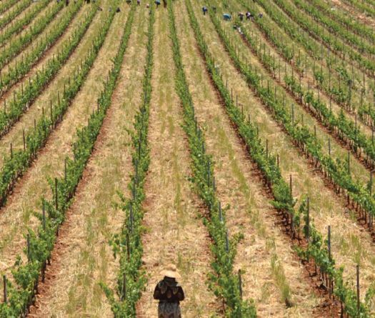 Entre arak, vin et résistance, la Syrie trinque avec le monde