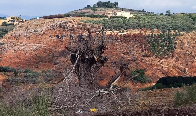Au Sud, même les oliviers ont une frontière