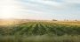 Agriculture at a Crossroads: Rich Lands, Closed Borders