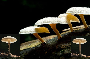 Pestalotiopsis microspora: The Fungus That Eats Plastic