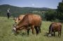 Au pays du yaourt, les producteurs de lait perdent pied
