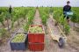 En Champagne, le défi des vendanges ultra-précoces cette année