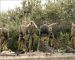 Israeli Incursion in Odaisseh, Fatal Strike in Aitaroun