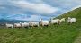 Mouton millionnaire? Tour d’horizon des prix