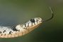 Man Who Let Snakes Bite Him 200 Times Spurs New Antivenom Hope