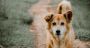 Stray Dogs Are Being Poisoned Again
