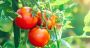 The Lebanese Tomato Takes Center Stage: Prices Skyrocket Across Markets