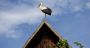 Croatie: le village des cigognes