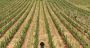 Arak, Wine, and Resilience: Syria’s Toast to the World