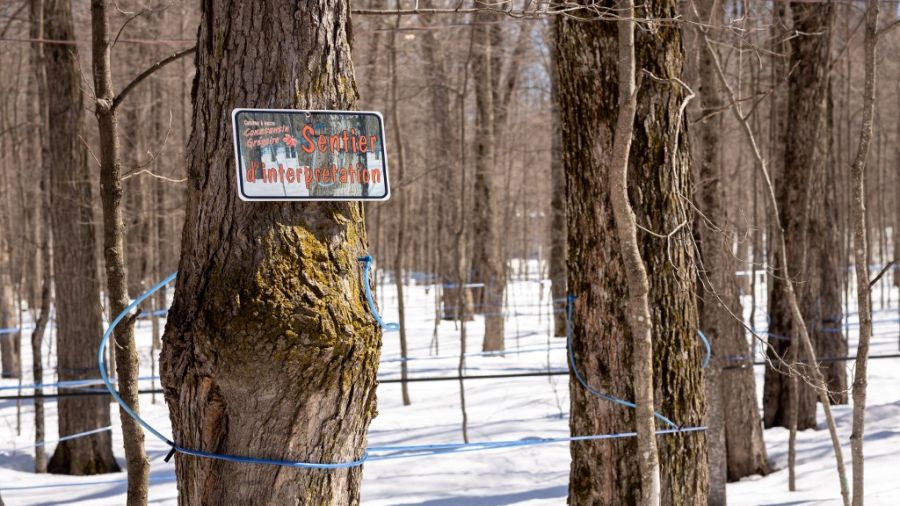 Pour éviter la pénurie de sirop d'érable, le Québec puise dans ses réserves