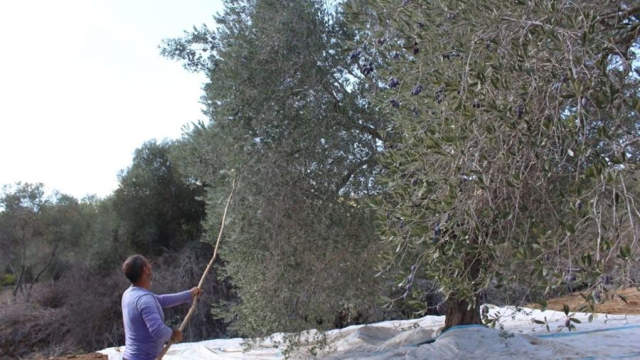 Les analyses d'échantillons d'huile d'olive du Sud sont rassurantes