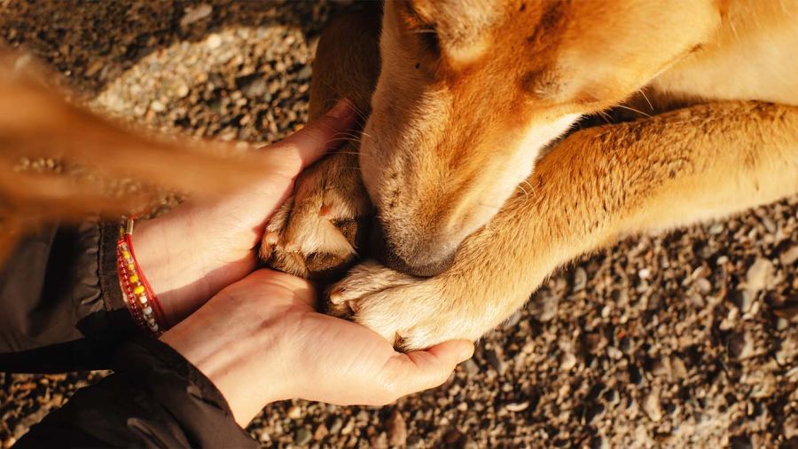 Pourquoi la mort d’un chien nous touche si intensément