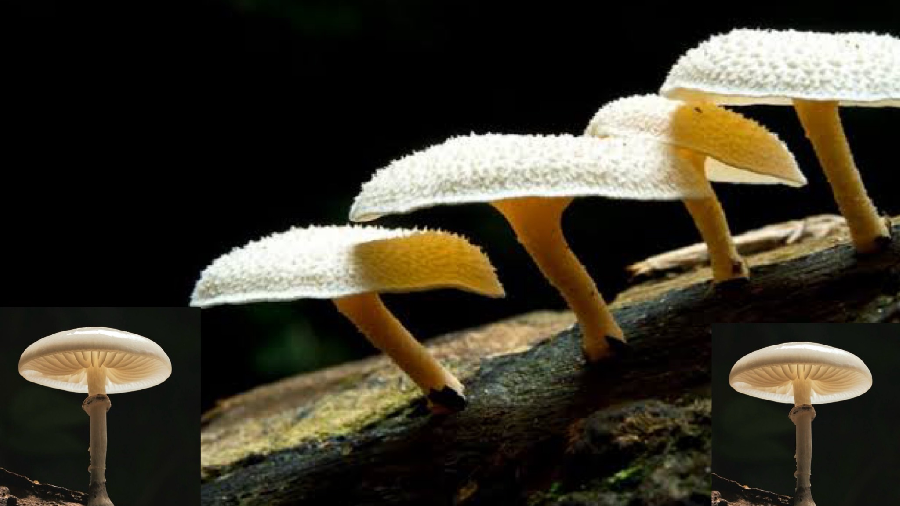 Pestalotiopsis microspora, le champignon qui mange le plastique