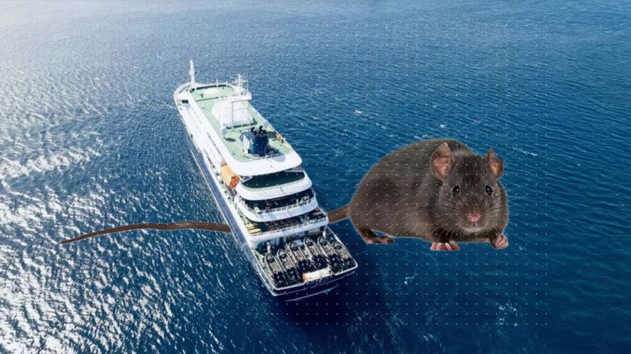 Hantavirus en mer: faut-il craindre une propagation?