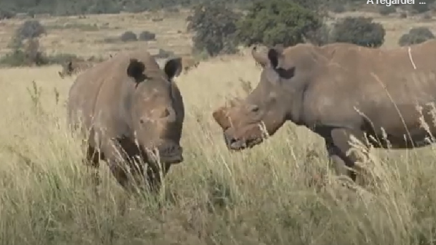 Millionnaire cherche remplaçant pour sauver les rhinocéros