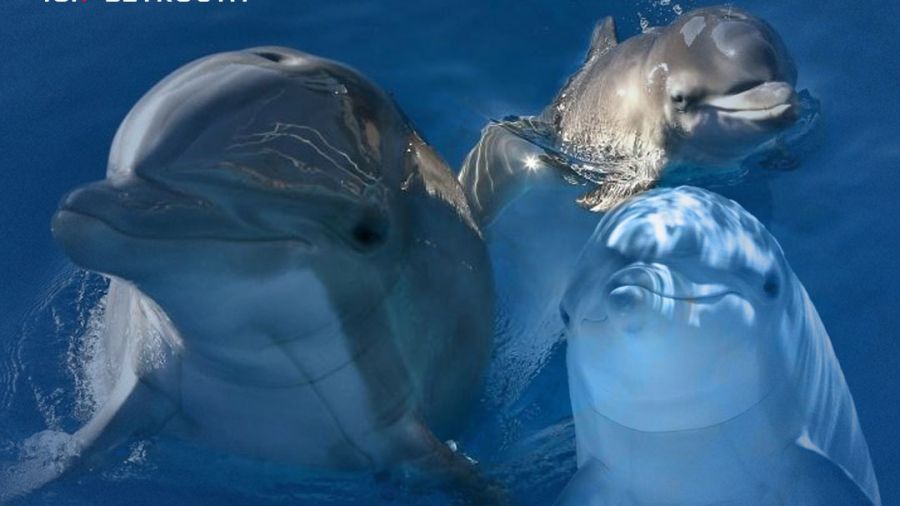 Les dauphins reconnaissent leurs amis à leur urine