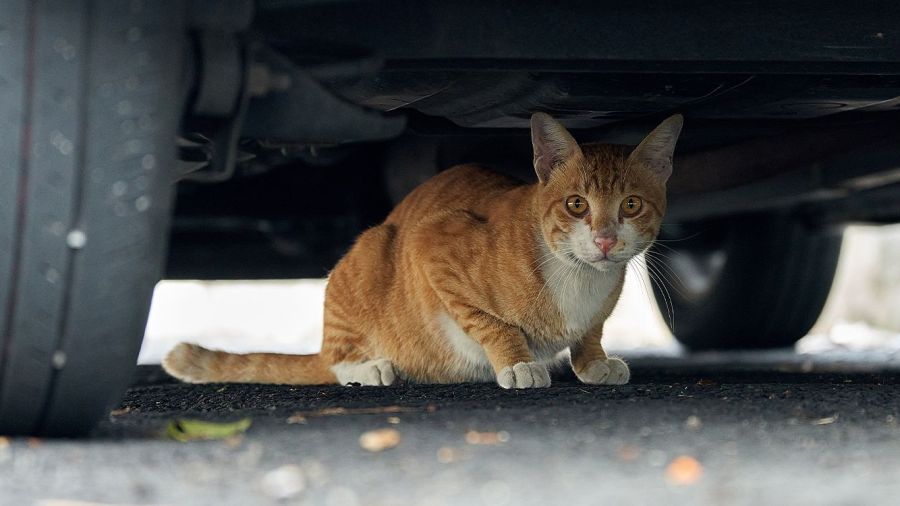L’histoire de Fustok et Karkar, victimes de la maltraitance animale à l’AIB