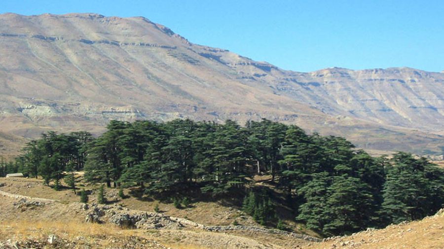Les Cèdres de Bcharré, la forêt des empires