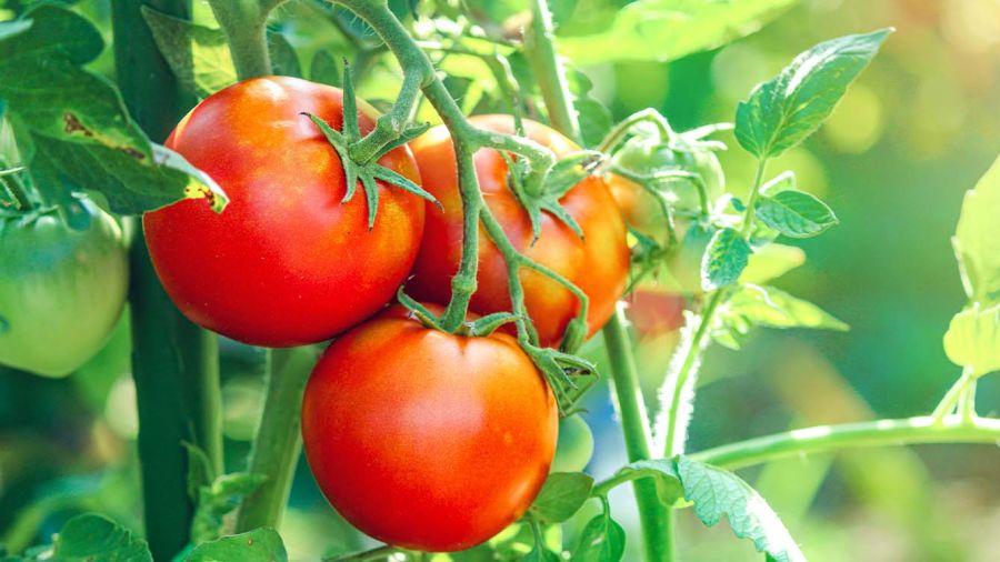 La tomate libanaise fait sa diva: les prix s’enflamment sur les étals