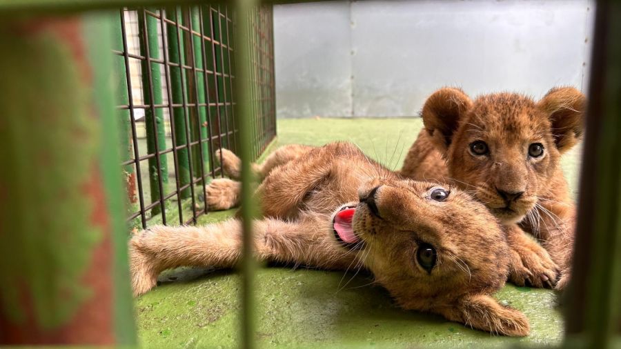 Des lionceaux cachés illégalement par un zoo libanais pour échapper à la justice        