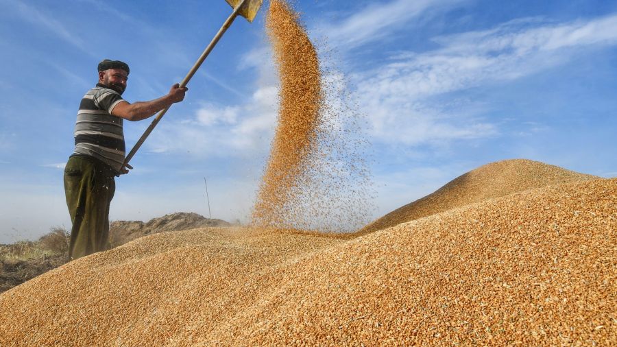 En Irak, année de vache maigre pour les agriculteurs