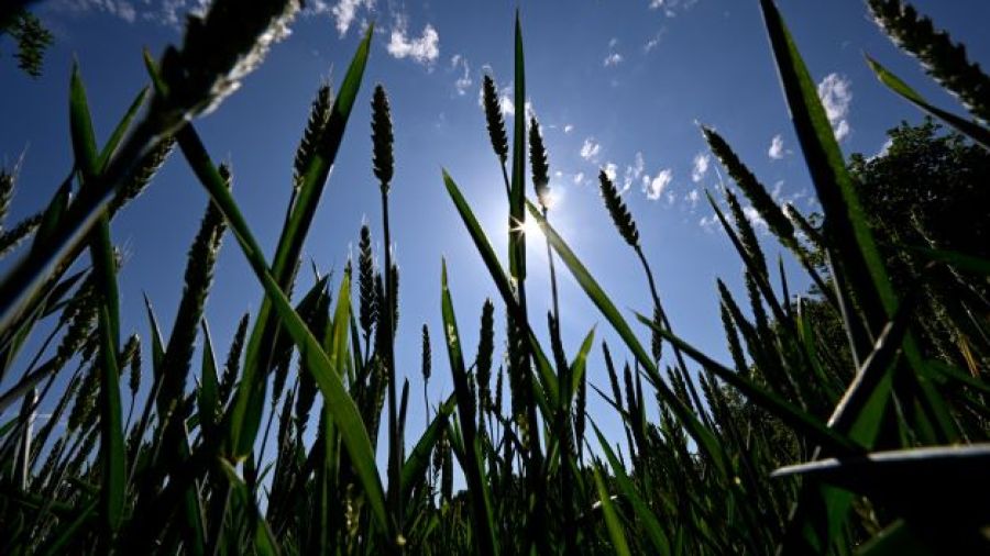 Le blé, produit indispensable d'un monde en crise