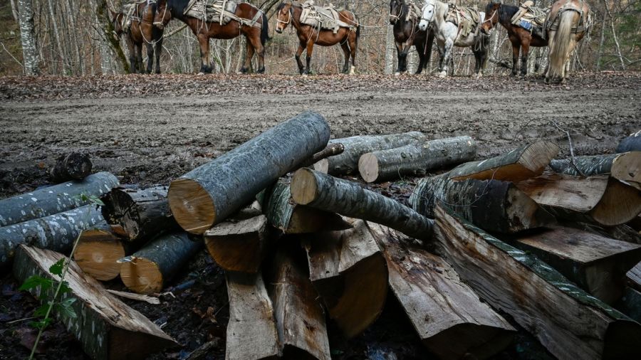 En Europe, la demande en bois pour chauffage flambe