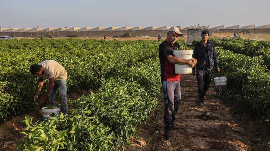L’agriculture libanaise à la conquête des marchés du Golfe