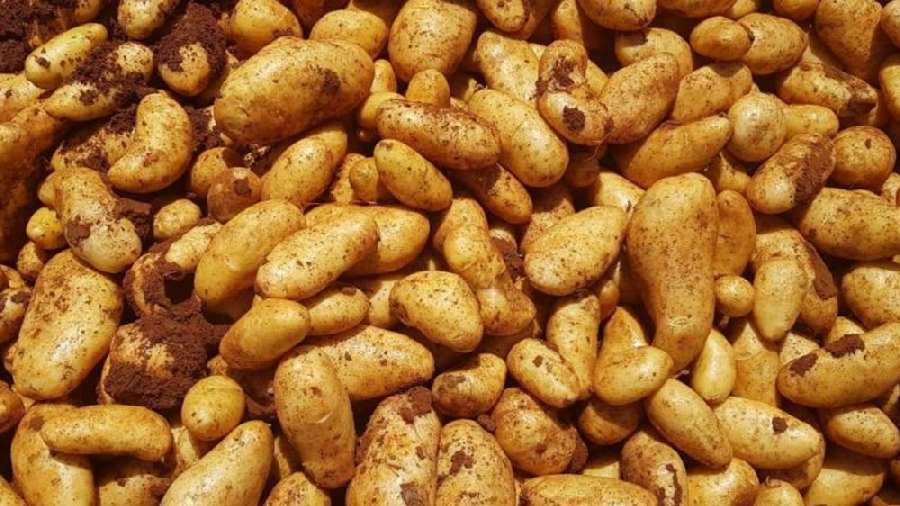Le ministère de l'Agriculture appelle à soutenir le commerce des pommes de terre locales