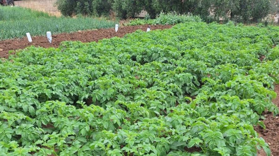 Agriculture libanaise en temps de guerre: le Sud au cœur du choc