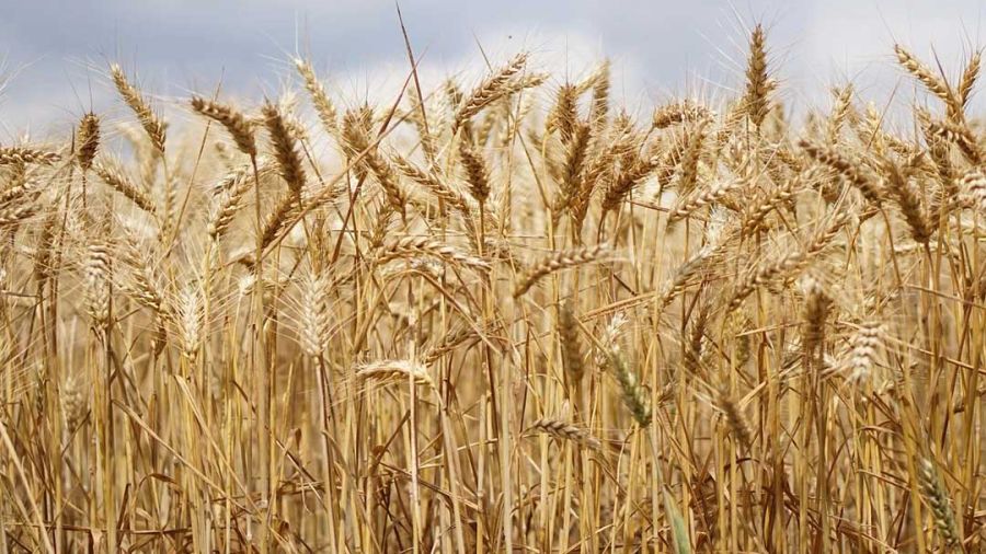 Blé: Pas de pénurie mais des prix élevés