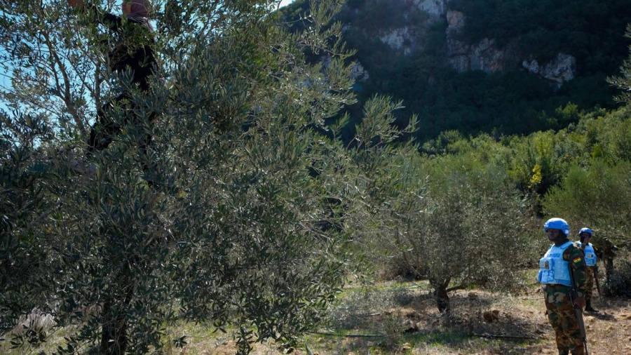 Guerre au Liban: 49.564 hectares de terres agricoles endommagés