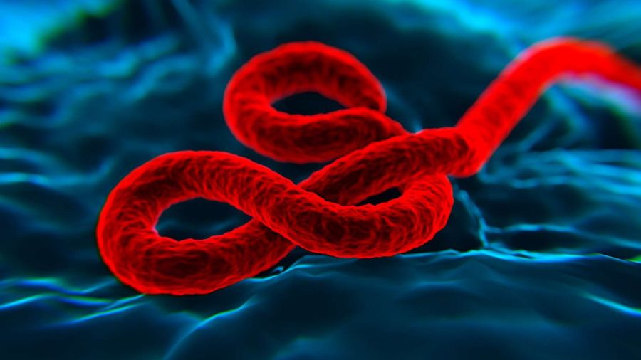 Ebola: premières pistes d’un traitement?