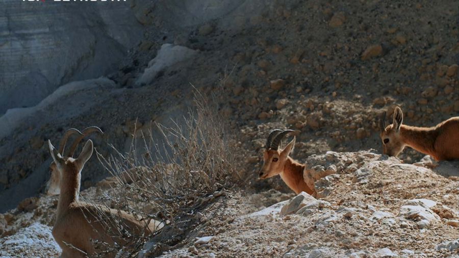 Le bouquetin de Nubie réintroduit au Chouf