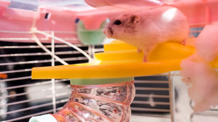 Covid: fureur à Hong Kong après la décision d'éliminer massivement les hamsters