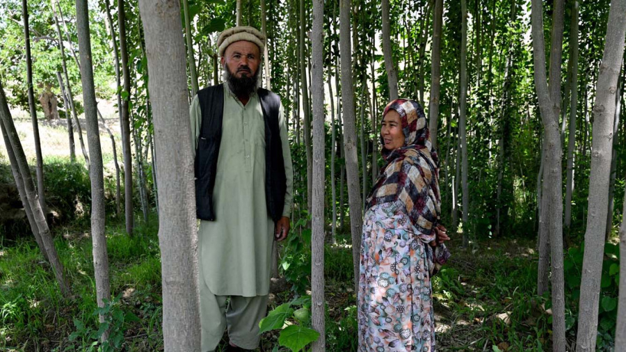 Afghanistan : le retour des forêts après des décennies de déforestation