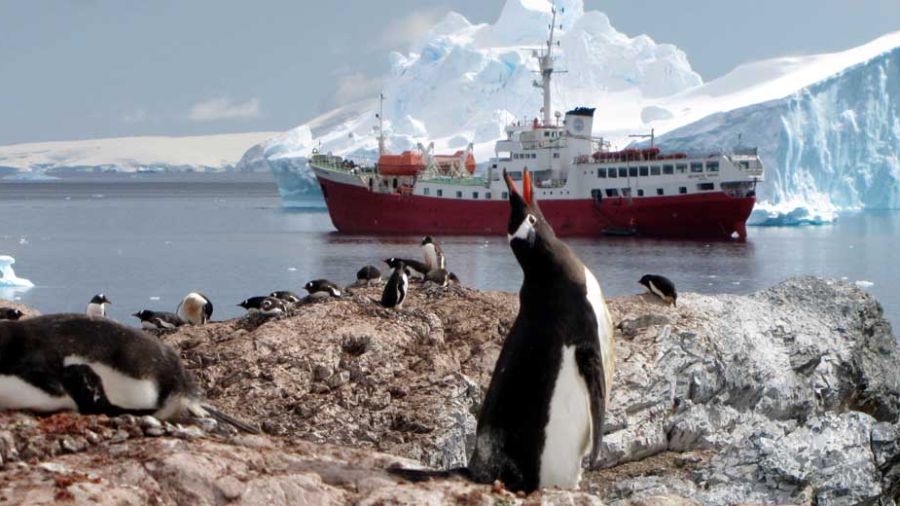 Les manchots empereurs, premières victimes du réchauffement climatique