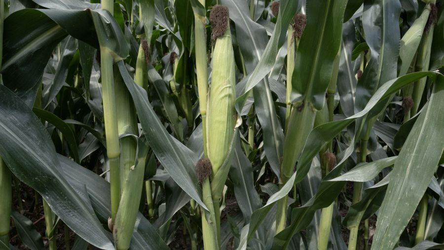 Le maïs, plus rare, tire les prix mondiaux des céréales