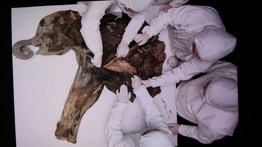 Un mammouth de 130 000 ans dévoile ses secrets